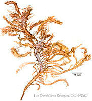LDGR030 Sarcodiotheca furcata.jpg