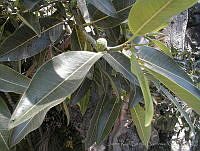 JRBBFM026-109 Ficus insipida ssp. insipida.jpg