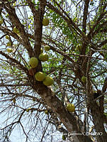 MRG-2018-1447 Crescentia alata (MRG-11abr18-k).JPG