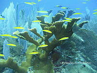 NE018 0509 Acropora palmata.jpg