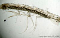RGS0071 Rhabdosoma whitei.jpg
