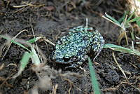 ALM002 Eleutherodactylus cystignathoides.jpg
