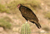 LRCP0045 Cathartes aura.jpg