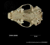 LESS 0262 Mephitis macroura macroura.JPG