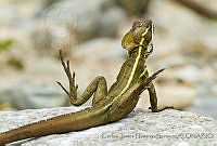 CNS1342 Basiliscus vittatus.jpg