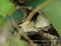 ZG007 0477 Pleurotus opuntiae.jpg