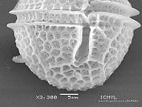 KEL0342 Protoceratium reticulatum.JPG
