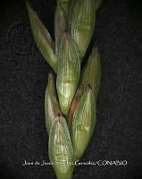 Teocintle 162 Zea diploperennis.jpg