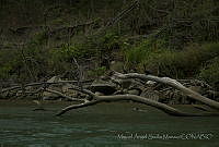 MASM04940 Phalacrocorax sp..jpg