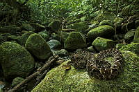 VHJA01 Bothrops asper.jpg