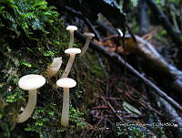 SG002 0260 Cuphophyllus russocoriaceus.jpg