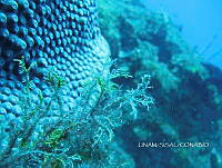 NE018 0484 Eudendrium bermudense.jpg