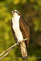 MASM07264 Pandion haliaetus.jpg