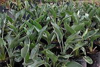 IMDOC 5868 Heliconia latispatha.jpg