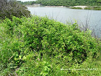 MRG-2017-466 Bursera laxiflora (MRG-23ago17-a).JPG