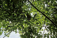 DK0493 Hymenoptera.jpg