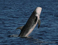 JUR0004 Grampus griseus.jpg