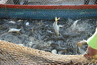 JLMD05 Hypostomus plecostomus.jpg