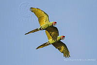 MASM07201 Ara militaris.jpg