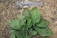 SVA0011 Quercus obtusata.JPG