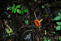 DK0780 Amanita sp..jpg