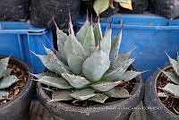 IMDOC 4743 Agave applanata.jpg