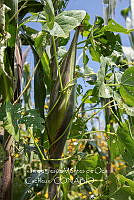 IMDOC4232 Zea mays.jpg