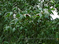 JJSE0392 Platanus wrightii.JPG
