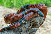 JF206 0098 Lampropeltis triangulum.jpg