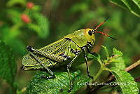 MN6F0193 Taeniopoda stali.jpg