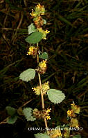 JF078 0730 Waltheria americana.jpg