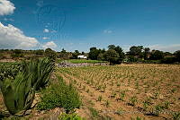 IDG0836 Opuntia sp..jpg
