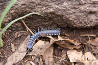 CGL4603 Myrmecodesmus potosinus.jpg