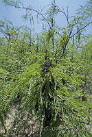 IMDOC3389 Thasus gigas.JPG