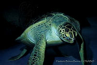 HBB0092 Chelonia mydas.jpg