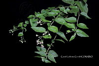 Zongo 0449 Archibaccharis sp..jpg