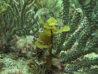 BDP0204 Sargassum hystrix.jpg