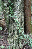 HVBR0091 Bursera simaruba.JPG