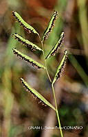 JF078 0576 Paspalum wrightii.jpg