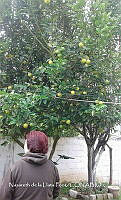 ZG012 0008 Citrus aurantiifolia.jpg