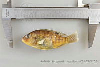 RQTG0632 Tilapia rendalli.jpg