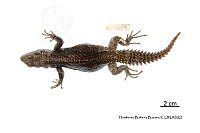 ME006 rep 0061 Ctenosaura alfredschmidti.jpg