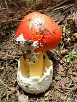 ENRS001 Amanita caesarea.jpg