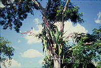 FGM1326 Aechmea bracteata.JPG