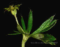 VWS011 Alchemilla vulcanica.jpg