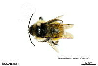 ME006 Abejas 0074 Bombus  trinominatus Dalla Torre, 1890.jpg