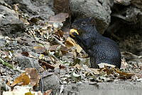 MASM04990 Dasyprocta mexicana.jpg