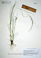 DZAJ313 Eragrostis pectinacea var. pectinacea.JPG