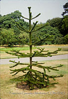 FGM4438 Araucaria araucana.JPG