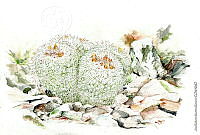 JMRM0028 Mammillaria parkinsonii.jpg